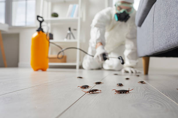 Post-Treatment Bed Bug Interceptor Monitoring in Raytown